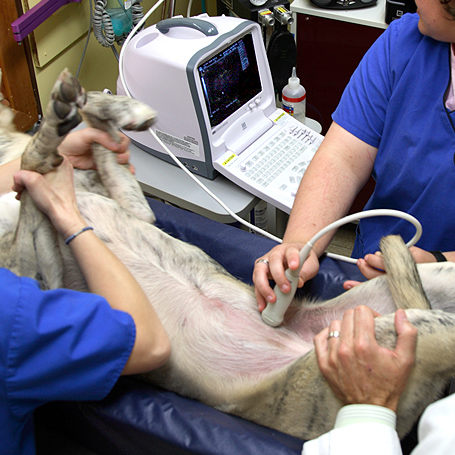 Ultrasounds - Northwest Veterinary Hospital